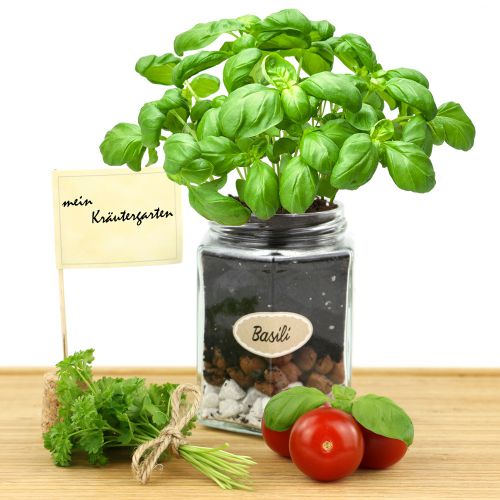 Küchen Kräuter Kit - Kräuter anpflanzen für daheim Gartenkräuter