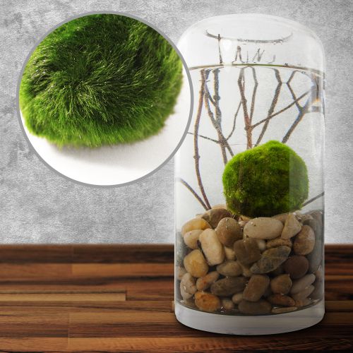 Marimo Mooskugel die Kultpflanze aus Asien
