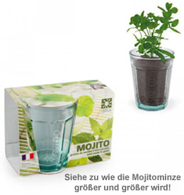 Mojito Minze im Glas - 2 Mojito Minze im Glas - 2