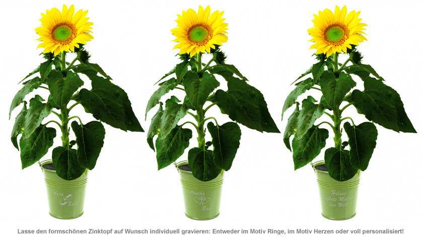 Sonnenblume im Zinktopf - hübsche Pflanze in