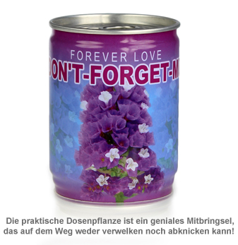 Dosenpflanze Vergissmeinnicht - 2 Dosenpflanze Vergissmeinnicht - 2