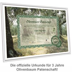 Olivenbaum Patenschaft - 3 Olivenbaum Patenschaft - 3