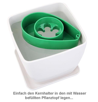Pflanzset - Avocadokern einpflanzen - 2 Pflanzset - Avocadokern einpflanzen - 2