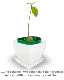 Pflanzset - Avocadokern einpflanzen - 3 Pflanzset - Avocadokern einpflanzen - 3