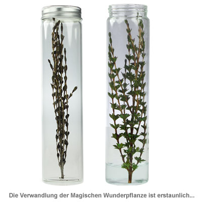 Magische Wunderpflanze - 2 Magische Wunderpflanze - 2