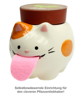 Wilde Erdbeere im Peropon Topf - Katze - 2 Wilde Erdbeere im Peropon Topf - Katze - 2