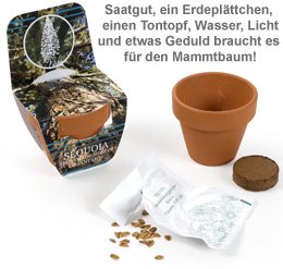 Mammutbaum im Mini-Tontopf - 2 Mammutbaum im Mini-Tontopf - 2