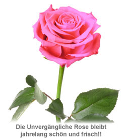 Unvergängliche Rose Pink - 2 Unvergängliche Rose Pink - 2