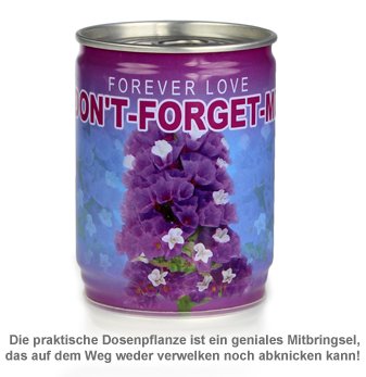 Dosenpflanze Vergissmeinnicht - 2 Dosenpflanze Vergissmeinnicht - 2