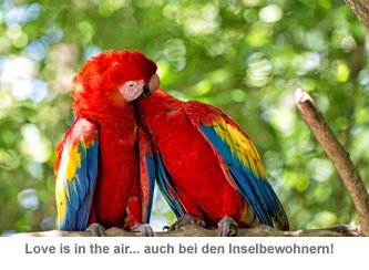 Herzinsel für Verliebte - 7 Herzinsel für Verliebte - 7