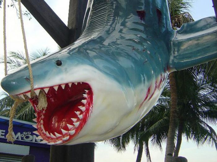 Requin blanc en taille réelle - trophée de pêcheur