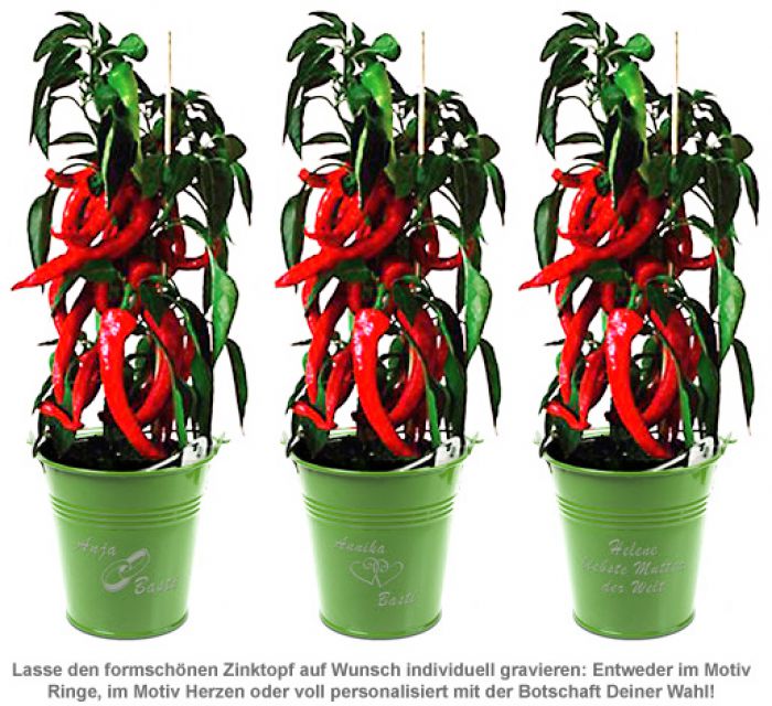 Chillischoten im ZinkTopf echte Chili Pflanze für zu Hause
