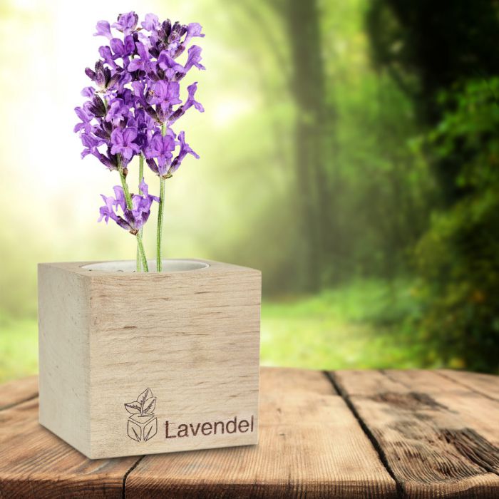 Lavendel