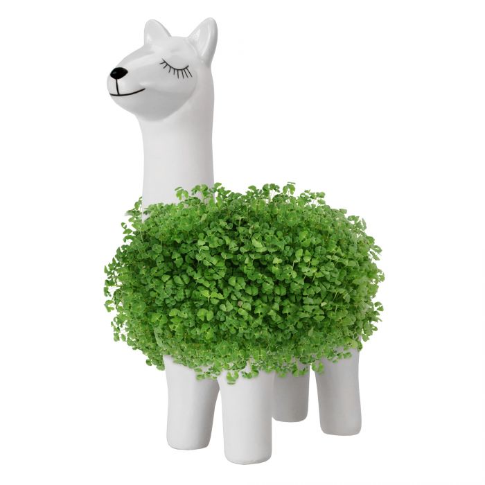Green Lama - Pflanztier