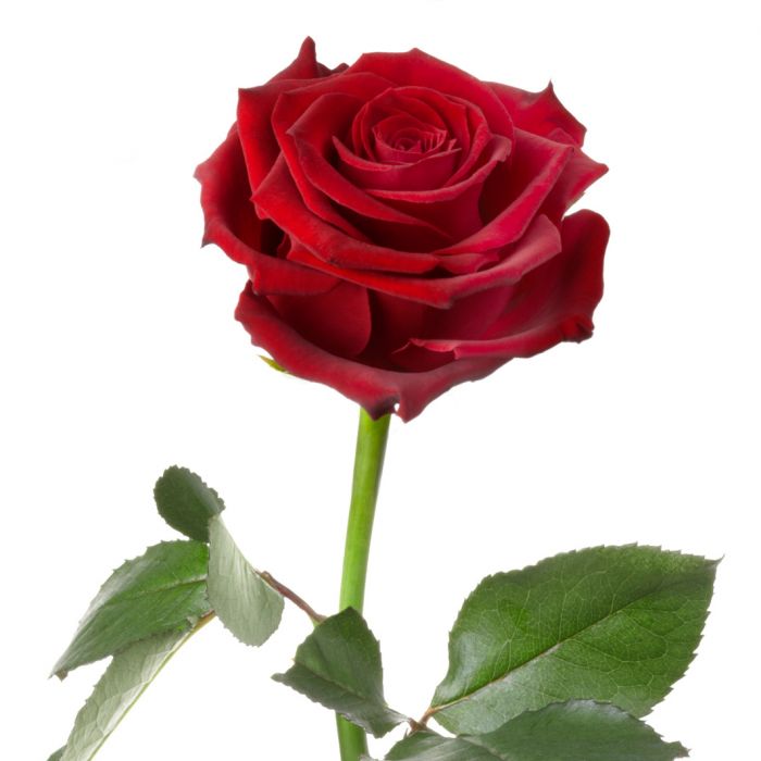 Unvergängliche Rose - Das besondere Geschenk