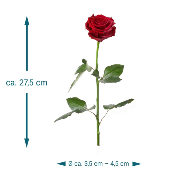 Unvergängliche Rose - Das besondere Geschenk