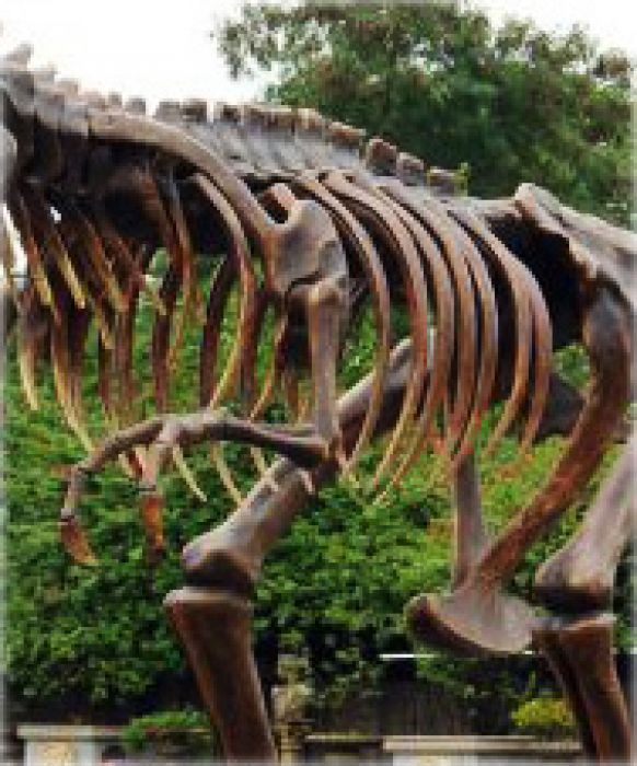 Tyrannosaurus Rex lebensgroß