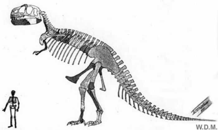 Tyrannosaure Rex - Taille réelle