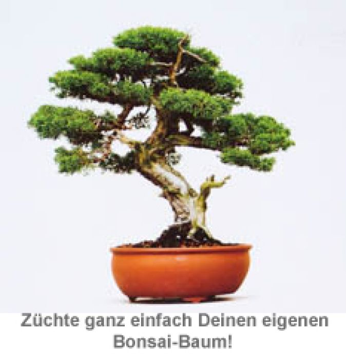 Bonsai Baum Set - Selber pflanzen