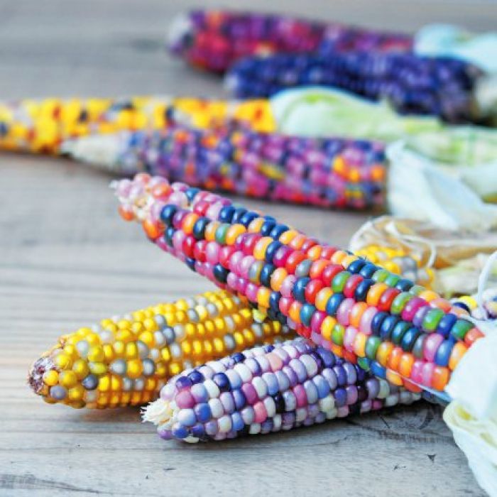 Maïs multicolore – semence 
