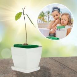 Set de plantes - Planter un noyau d'avocat