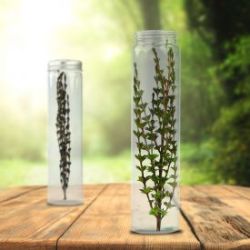 Plante miracle magique