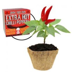 Set de piments habaneros - � planter soi-m�me