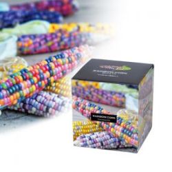 Ma�s multicolore � semence 