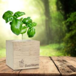 Cube �co basilic