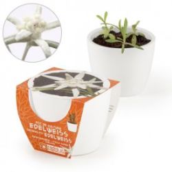 Edelweiss dans mini pot 
