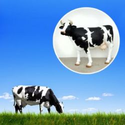 Vache de taille r�elle - D�coration de jardin cool