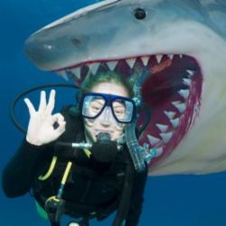 Requin blanc en taille r�elle - troph�e de p�cheur