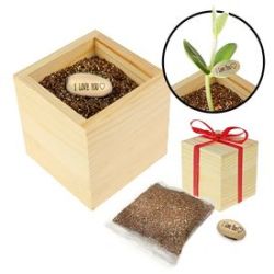 Plante magique romantique � Canavalia d�amour